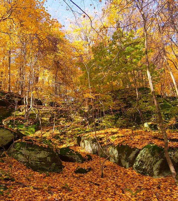 A forest scene in autumn with trees displaying golden-yellow leaves, sunlight filtering through the branches, and rocks covered in fallen leaves on the forest floor.